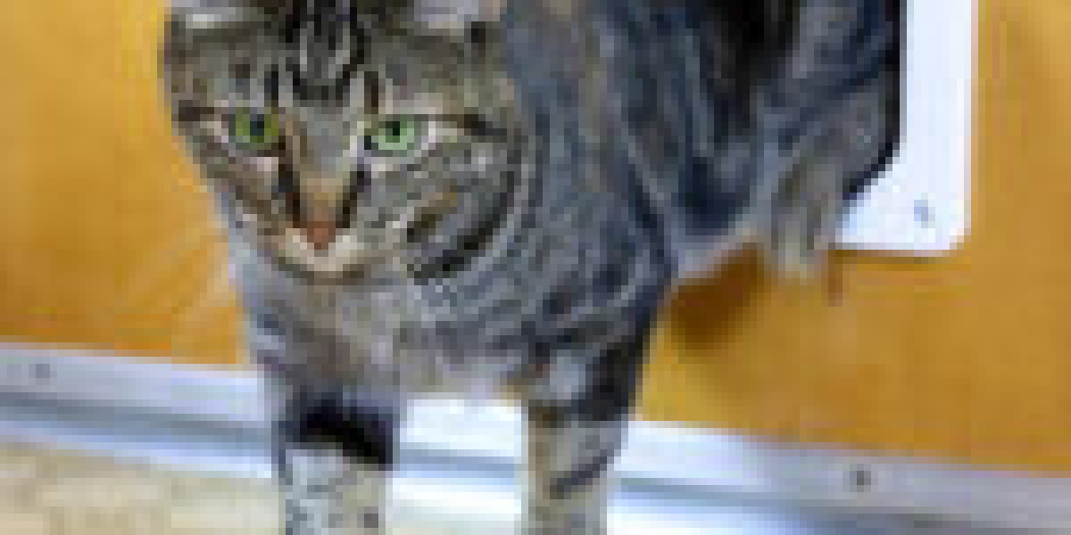 Cat Door Placement: A Simple Definition